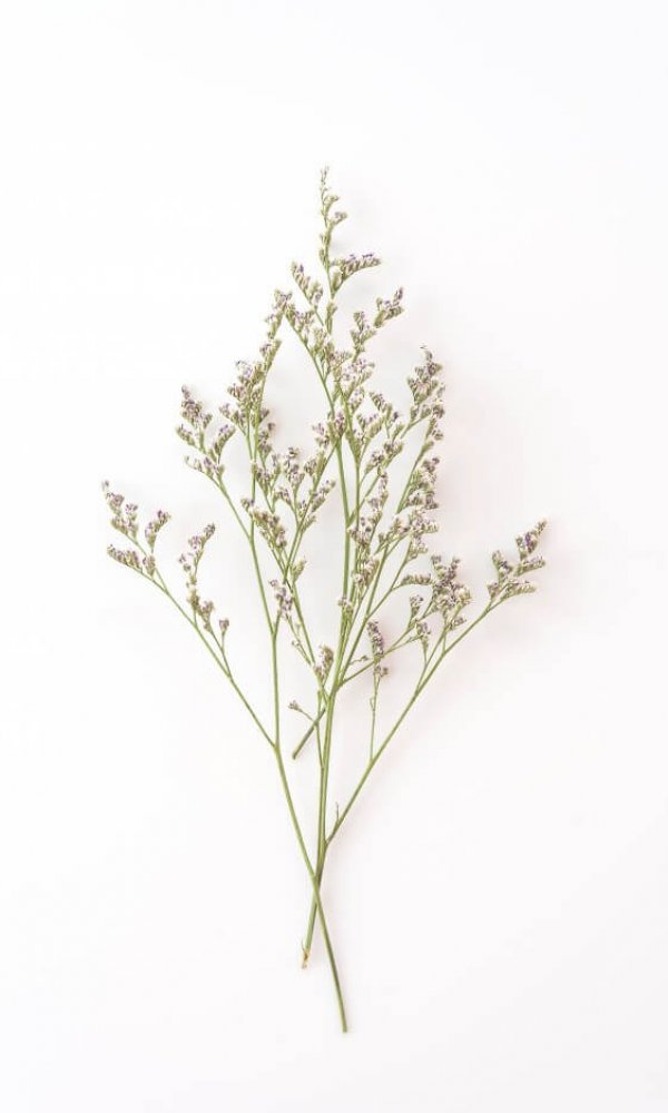 subtle-abstract-filler-nature-fresh_1339-81